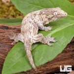 ug_GTX x Nu Ami Leachianus Gecko_1.jpg