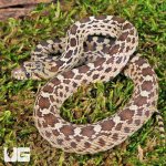 ug_CB_Baby_Sonoran_Gopher_Snake_4.jpg