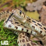 ug_CB_Baby_Sonoran_Gopher_Snake_3.jpg
