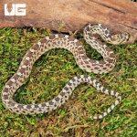 ug_CB_Baby_Sonoran_Gopher_Snake_2.jpg