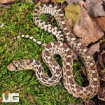 ug_CB_Baby_Sonoran_Gopher_Snake_1.jpg