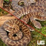 ug_Stimson Python Pair_4.jpg