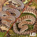 ug_Stimson Python Pair_3.jpg