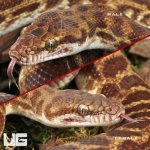 ug_Stimson Python Pair_2.jpg