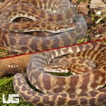 ug_Stimson Python Pair_1.jpg