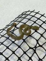 IMG_0806.jpeg