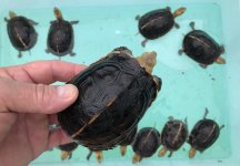 Chinese Box Turtles- CB 2024 .jpg
