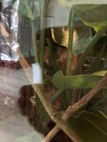 IMG_1077.jpeg