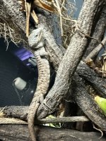 IMG_9418.jpeg