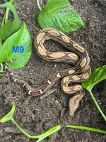 IMG_1223.jpeg