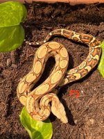 IMG_1179.jpeg