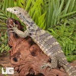 ug_Sulphur Asian Water Monitor_4.jpg