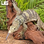 ug_Sulphur Asian Water Monitor_3.jpg