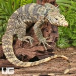 ug_Sulphur Asian Water Monitor_2.jpg