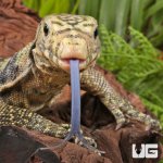ug_Sulphur Asian Water Monitor_1.jpg