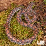 ug_Baby_Brazilian_Rainbow_Boa_5.jpg