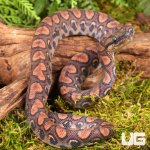 ug_baby_brazilian_rainbow_boa_4.jpg