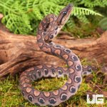 ug_baby_brazilian_rainbow_boa_3.jpg