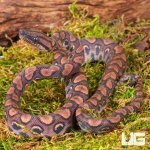 ug_baby_brazilian_rainbow_boa_2.jpg