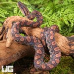 ug_baby_brazilian_rainbow_boa_1.jpg