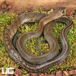 ug_Juvi_Greater_Keeled_Ratsnake_4.jpg