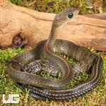 ug_Juvi_Greater_Keeled_Ratsnake_3.jpg