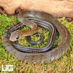 ug_Juvi_Greater_Keeled_Ratsnake_2.jpg