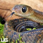 ug_Juvi_Greater_Keeled_Ratsnake_1.jpg