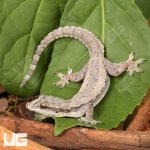 ug_Flat_Tailed_Gecko_4.jpg