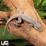 ug_Flat_Tailed_Gecko_3.jpg