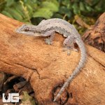 ug_Flat_Tailed_Gecko_2.jpg
