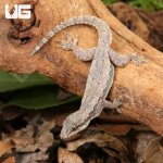 ug_Flat_Tailed_Gecko_1.jpg