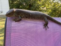 IMG_0238.jpeg