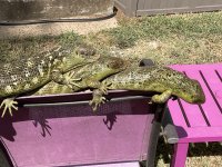 IMG_0222.jpeg