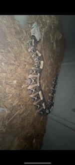 IMG_8924.jpeg