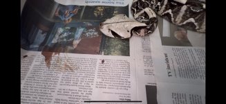 IMG_8929.jpeg