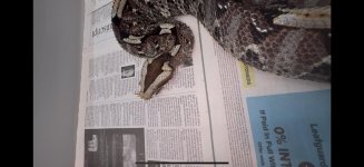 IMG_8927.jpeg