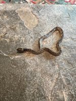 Oxyrhopus fitzingeri Clutch, 2024 - Female - 3-3.jpg