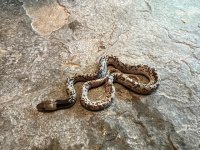 Oxyrhopus fitzingeri Clutch, 2024 - Male - 2-3.jpg