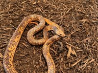 Female, F2-1.jpg
