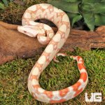 ug_Baby_Kahl_Albino_Boa_4.jpg