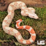 ug_Baby_Kahl_Albino_Boa_3.jpg
