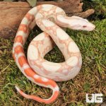ug_Baby_Kahl_Albino_Boa_2.jpg