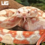ug_Baby_Kahl_Albino_Boa_1 - Copy.jpg