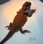 IMG_2508.jpeg