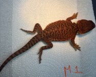 IMG_2502.jpeg