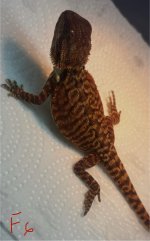 IMG_2406.jpeg