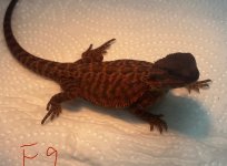 IMG_2388.jpeg