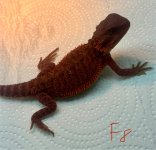 IMG_2386.jpeg