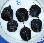2025 spotted turtles.jpeg